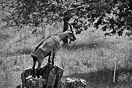 Tierwelt (5v9)_t.jpg